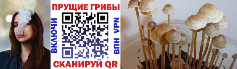 Купить закладки  Карпинск  Галлюциногенные грибы GOLDEN TEACHER 